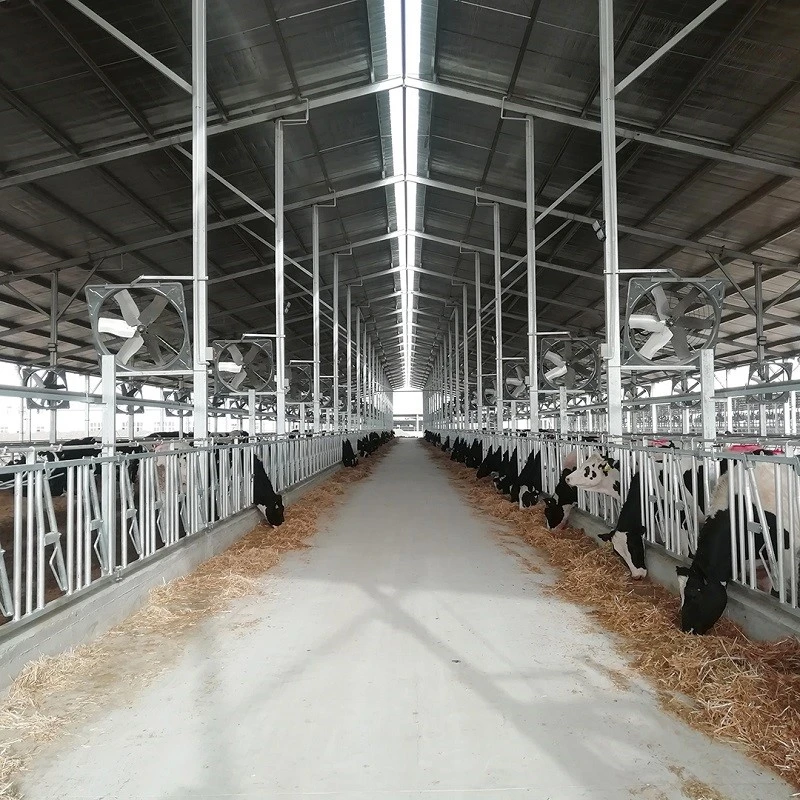 product-800-800